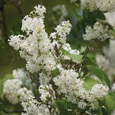 Shogun Japanese Tree Lilac #10