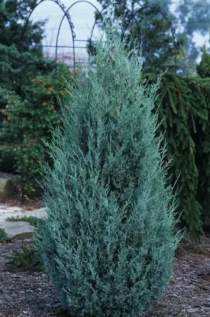 Wichita Blue Juniper