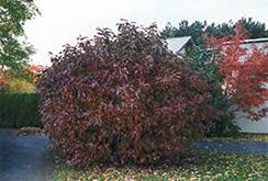 Siberian Dogwood #02