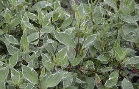 Siberian Dogwood #02