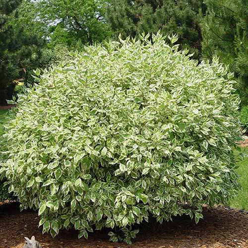 Siberian Dogwood #02