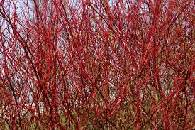 Siberian Dogwood #02