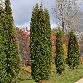 Skybound Cedar/Arborvitae #07