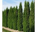 Skybound Cedar/Arborvitae #07
