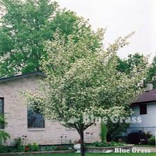 Snowbird Hawthorn #10