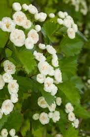Snowbird Hawthorn #10