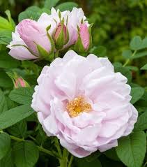 Snow Pavement Rose #02