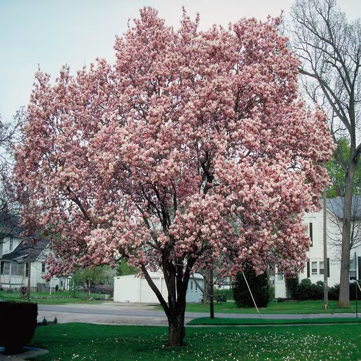 Soulangiana Magnolia #07