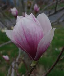 Soulangiana Magnolia #07