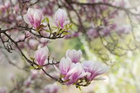 Soulangiana Magnolia #07