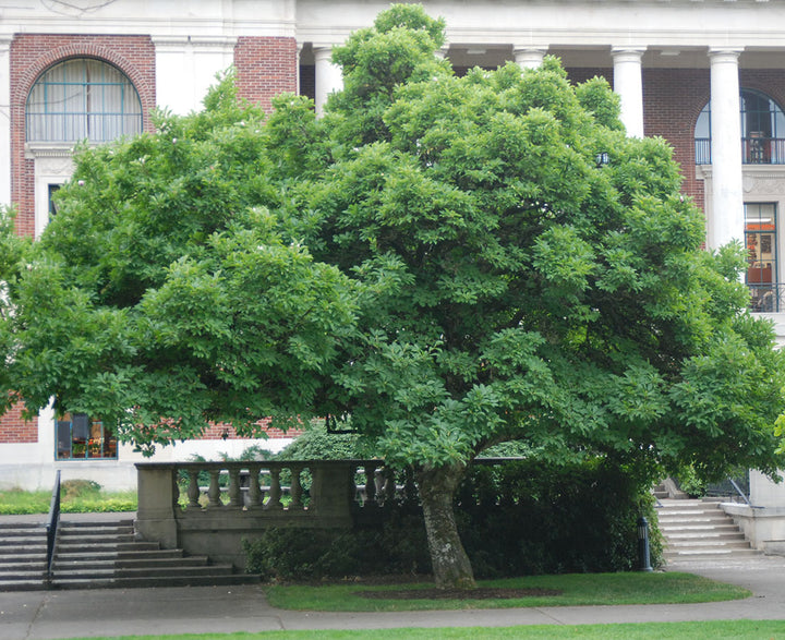 Soulangiana Magnolia #07