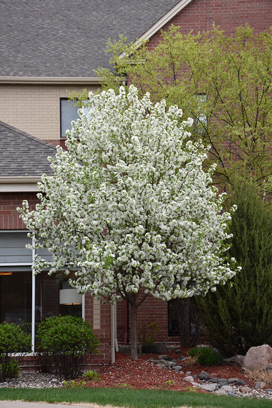 Spring Snow Crabapple #10 CVI