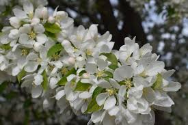 Spring Snow Crabapple #10 CVI