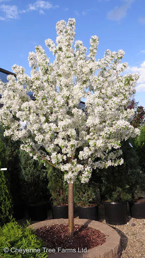 Spring Snow Crabapple - 10 Gallon