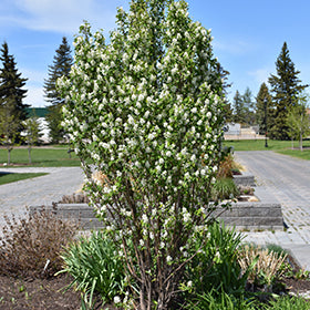 Standing Ovation Serviceberry #05
