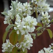 Standing Ovation Serviceberry #05