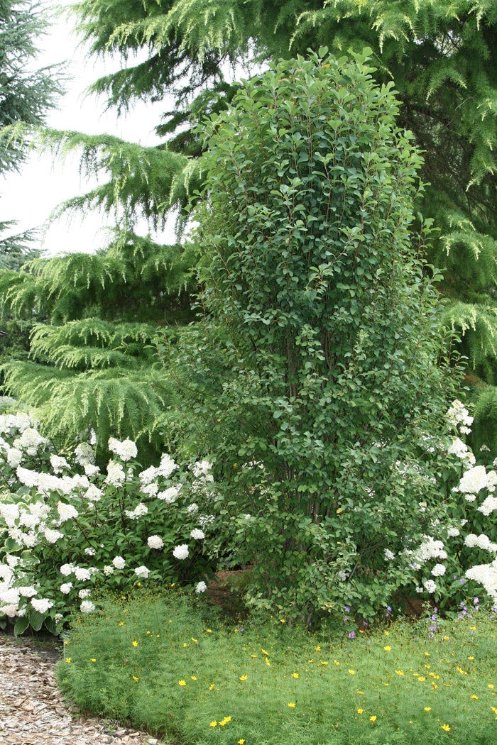 Standing Ovation Serviceberry #05