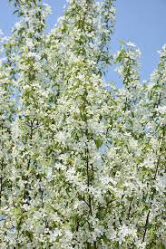 Starlite Flowering Crabapple #05