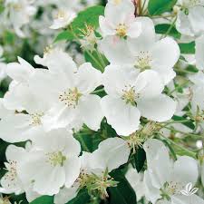 Starlite Flowering Crabapple #05