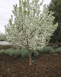 Starlite Flowering Crabapple #05