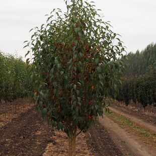 Starlite Flowering Crabapple #05