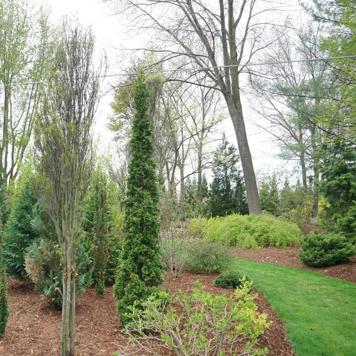 Sting Cedar/Arborvitae (PW) #05
