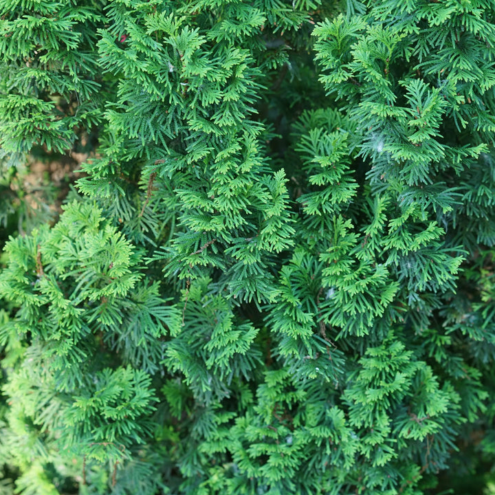 Sting Cedar/Arborvitae (PW) #05
