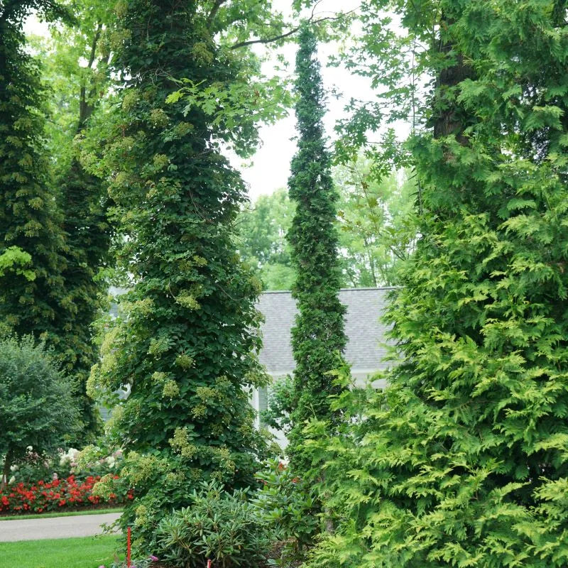 Sting Cedar/Arborvitae (PW) #05