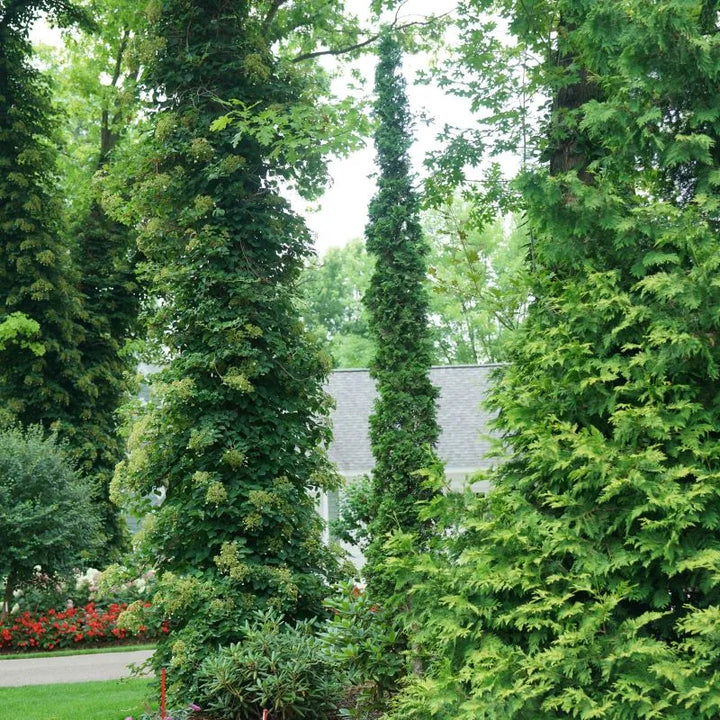 Sting Cedar/Arborvitae (PW) #05