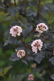 Summer Wine Ninebark (PW) 8 INCH