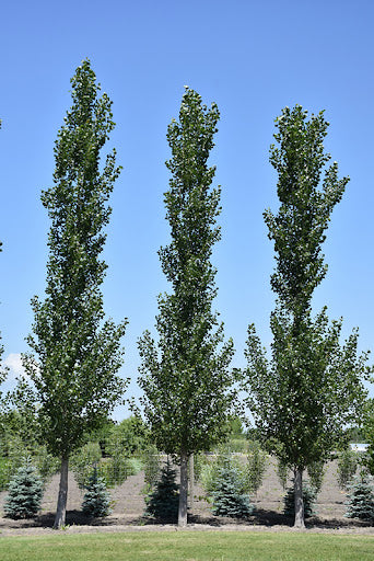 Sundance Poplar #02