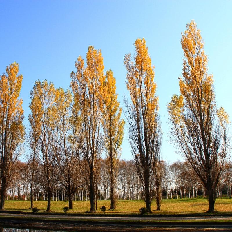 Sundance Poplar #02