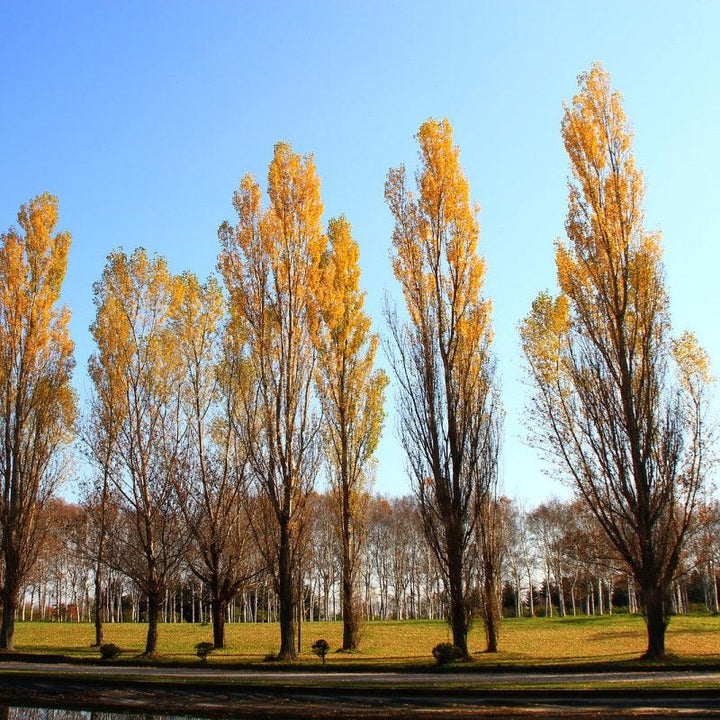 Sundance Poplar #02