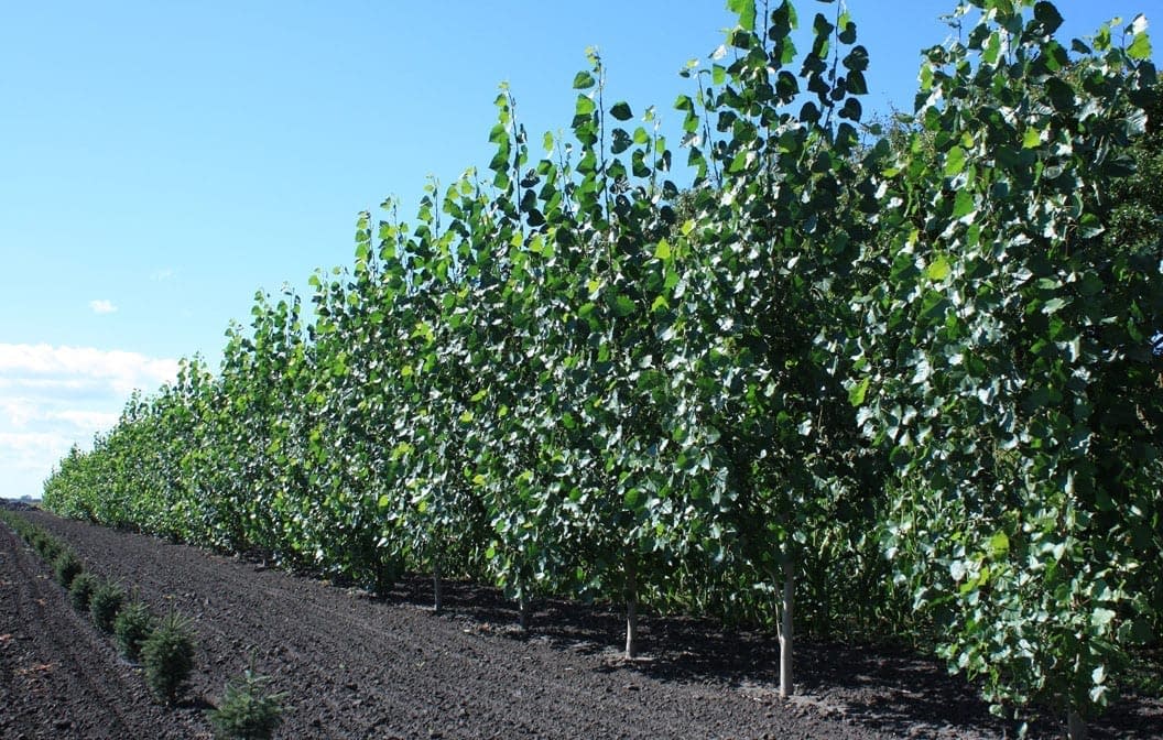 Sundance Poplar #02