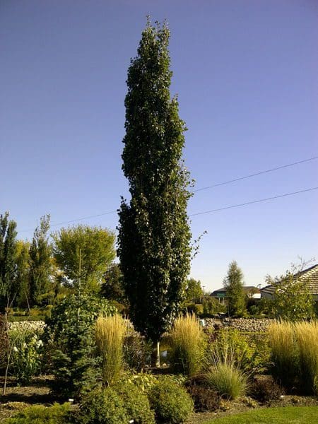 Swedish Columnar Aspen - 10 Gallon