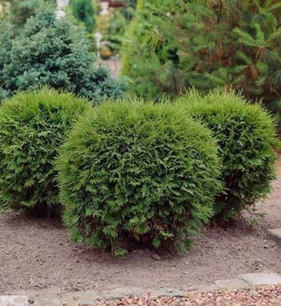 Globe Cedar - 5 Gallon