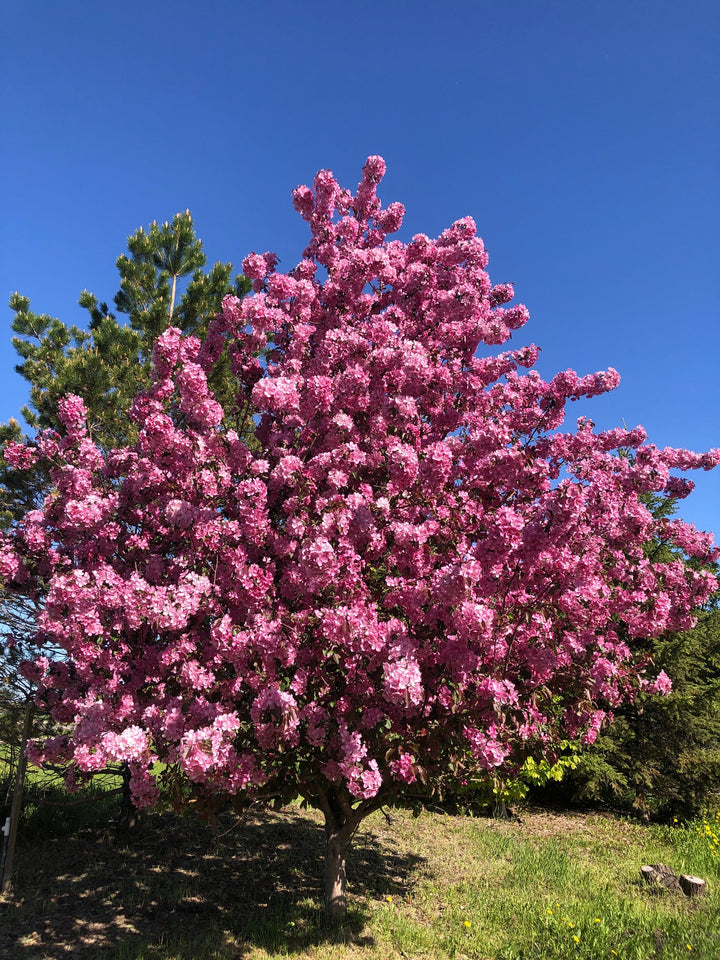 Thunderchild Crabapple #07