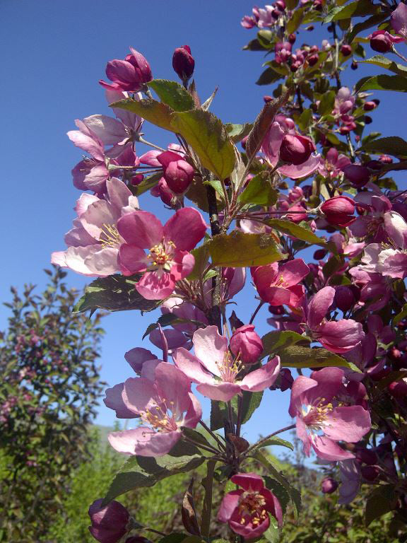 Thunderchild Crabapple #07