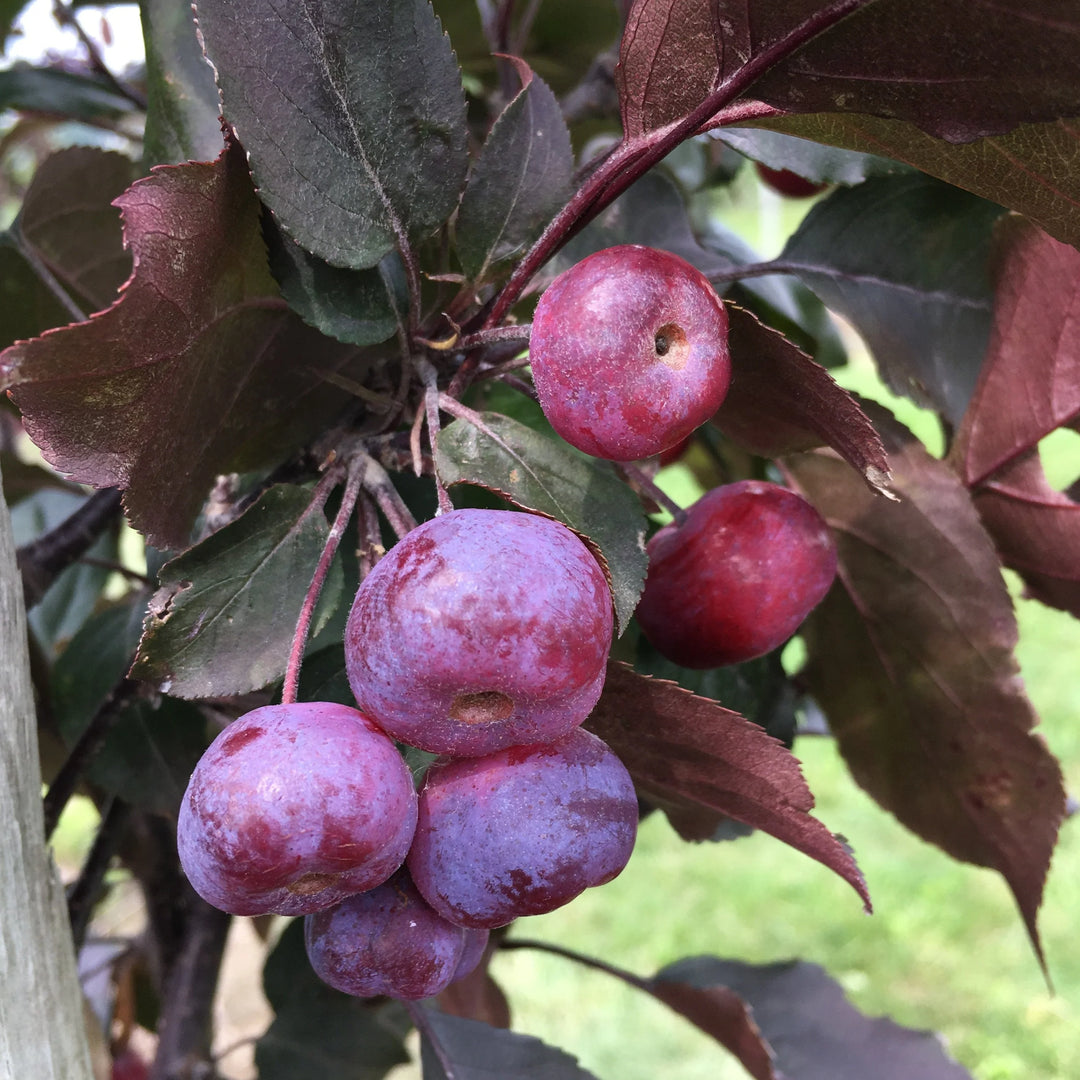 Thunderchild Crabapple #07