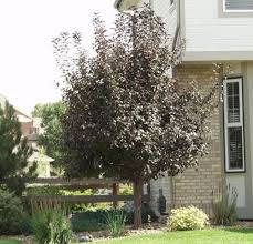 Thunderchild Crabapple #07