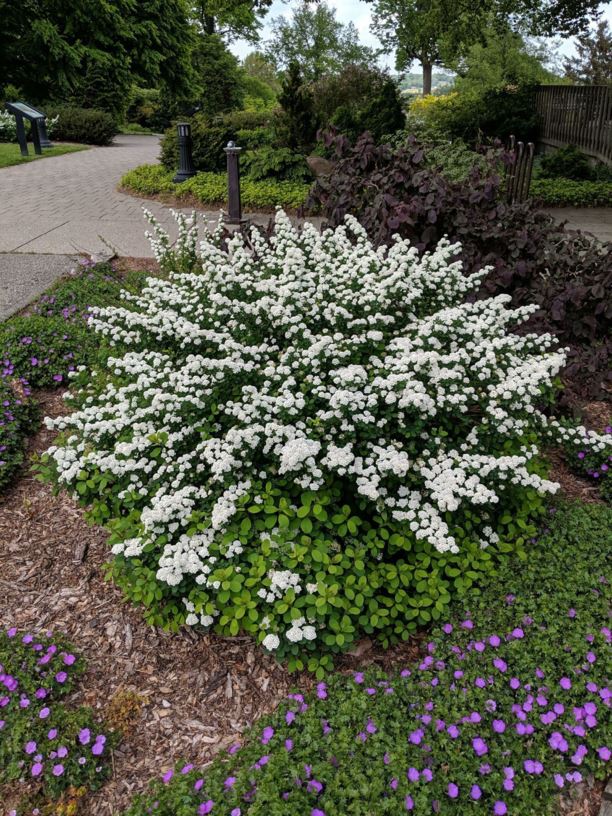Tor Birchleaf Spirea #02