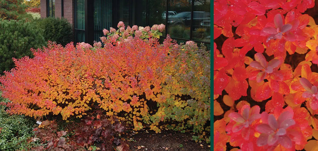 Tor Birchleaf Spirea #02