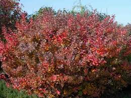 Tor Birchleaf Spirea #02