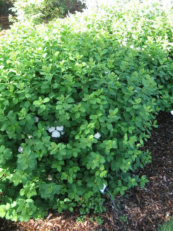 Tor Birchleaf Spirea #02