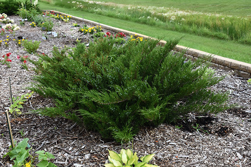 Savin Juniper