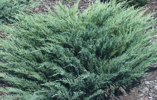 Blue Danube Juniper