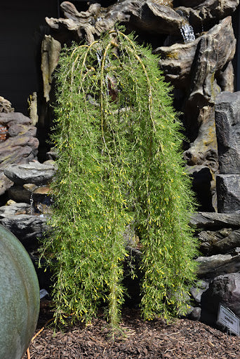 Weeping Caragana