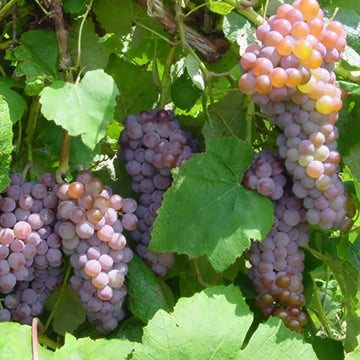 Valiant Grape #01