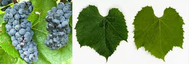 Valiant Grape #01