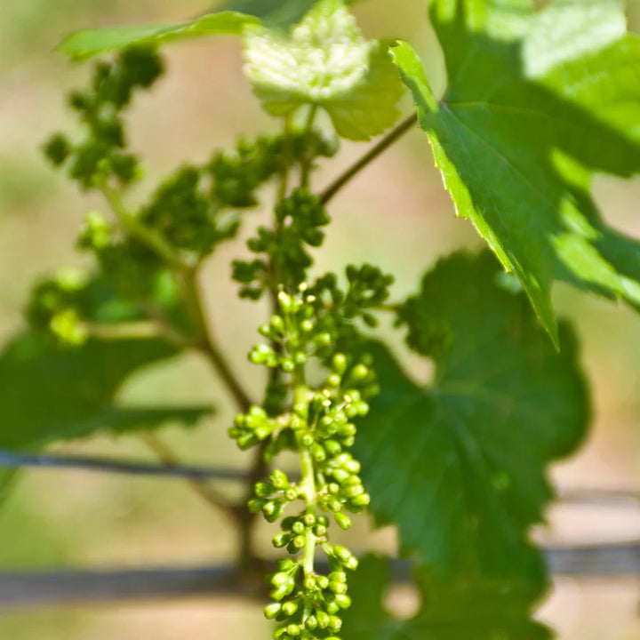 Valiant Grape #01